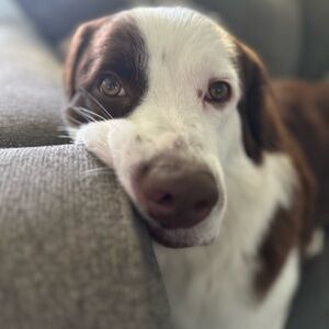 Meet your Posher, Namjesus